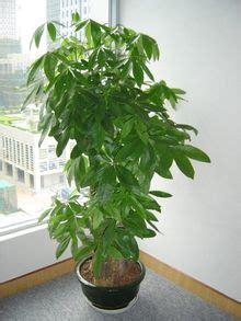 搖錢樹植物